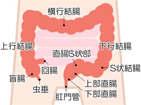 大腸 方向|大腸の解剖・イラストでみる大腸肛門病 飯原医。